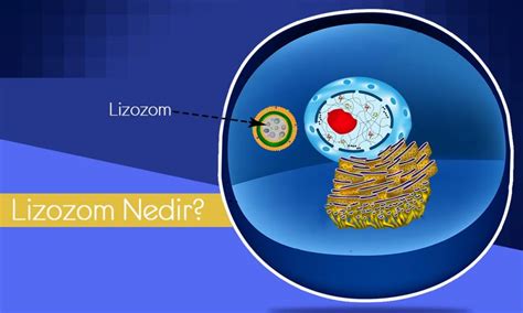 lizoxom là gì